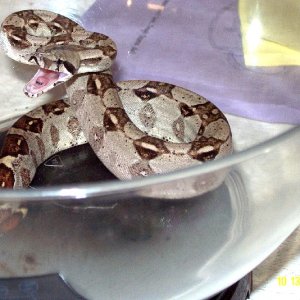 Het Albino Female