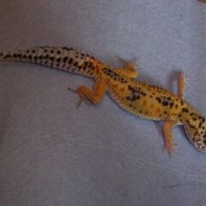 Jungle Female