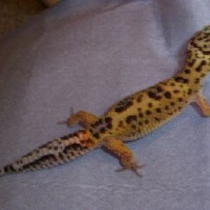 Jungle Male