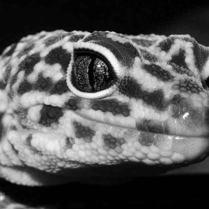 Close Up In Black and White