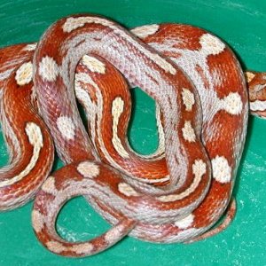Baby Miami Motley corn