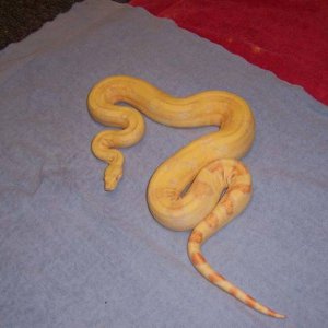 Albino Male