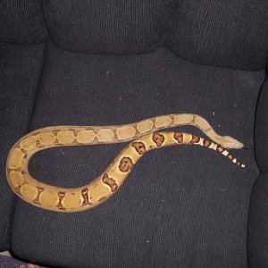 DH Ghost Female