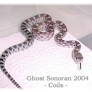 ghost_sonoran_2004M