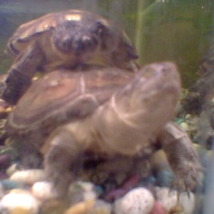 Crack and Shelly
