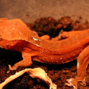 Red patternless