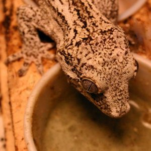 Gargoyle chowing on GG Diet