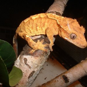 fire-tiger