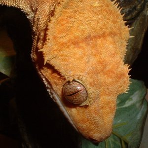head shot of crested