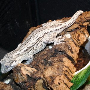 striped gargoyle