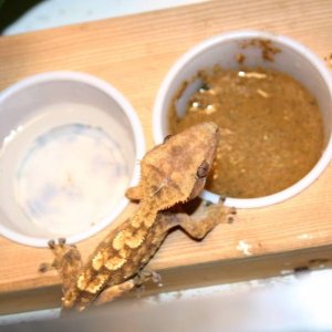 pin eating CG diet