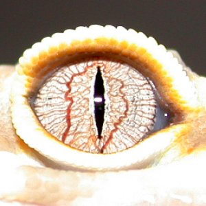 Albino Leopard Gecko Eye Macro