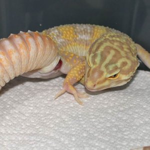 Jungle Albino Leopard Gecko Hemipene