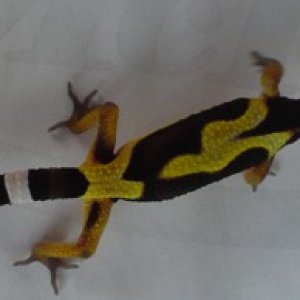 Jungle het Tremper Albino