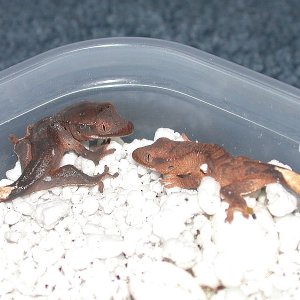 New Years Day Crested Geckos!