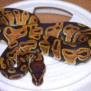 100% Het Albino Female