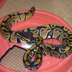 100% Het Albino Male