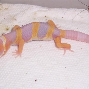 tangerine albino hatchling