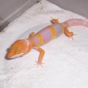 tangerine albino hatchling
