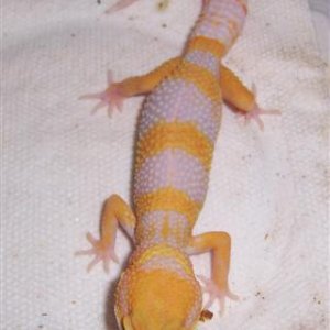 male tangerine albino hatchling
