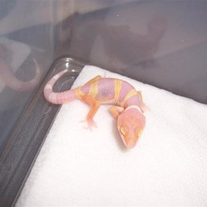 tangerine albino hatchling