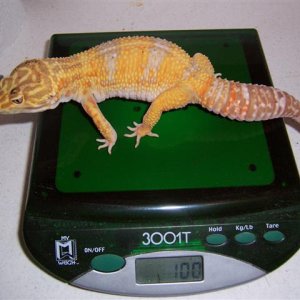biggest female