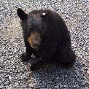 Black Bear
