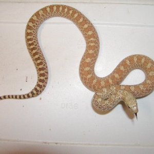 Hypo Bulll