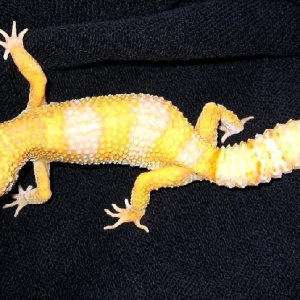 0.1 Albino