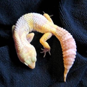 0.1 Albino (I hatched)