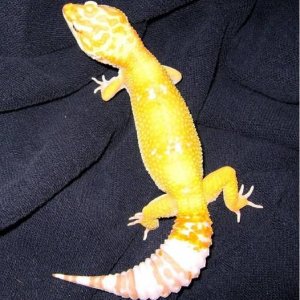 0.1 Tremper Hybino from H.I.S.S.