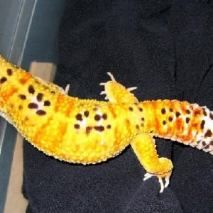 1.0 SHTCT x Giant Albino