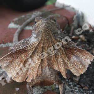 Red Aussy Frill