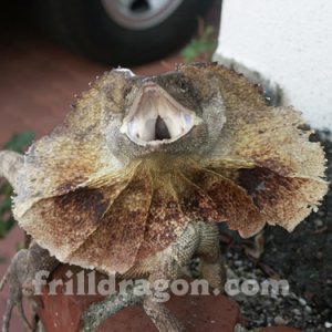 Red Aussy Frill