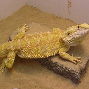 Barney