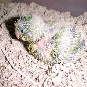 oats