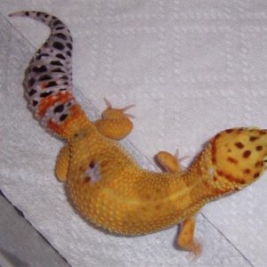 SHT female