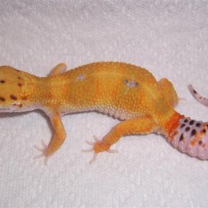 SHT female