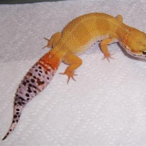 SHTB female
