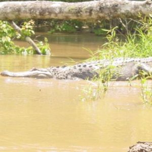 Pearl River Alligator