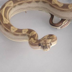 motley female