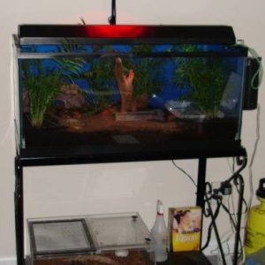 Cane Toad Terrarium Setup