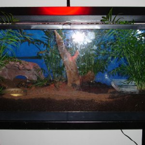 Cane Toad Terrarium Setup