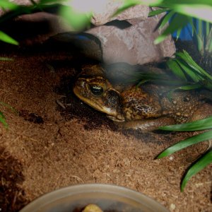 Cane Toad in his home