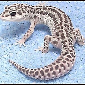 "Mack"Co-Dom Super Snow Leopard