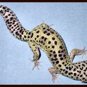 "Mack"Co-Dom Snow Leopard