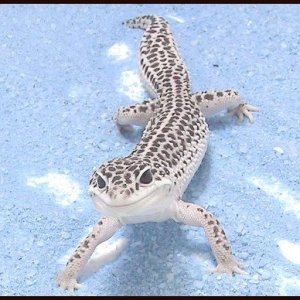 "Mack"Co-Dom Super Snow Leopard