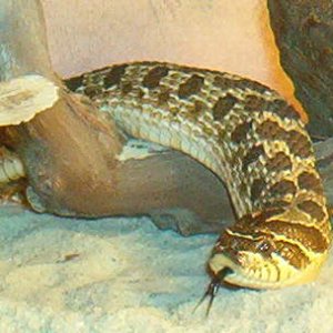 Plains Hognose