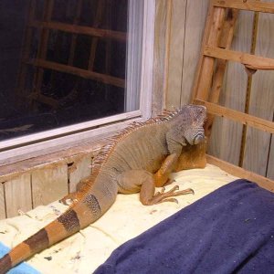 9yr old male Iguana