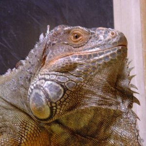 blurry 9yr male Iguana